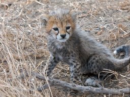 Bologonja_Seronera2009-71